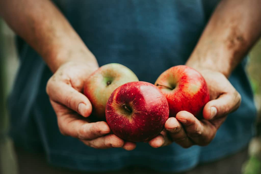 Person Holding Three Apples in Hands