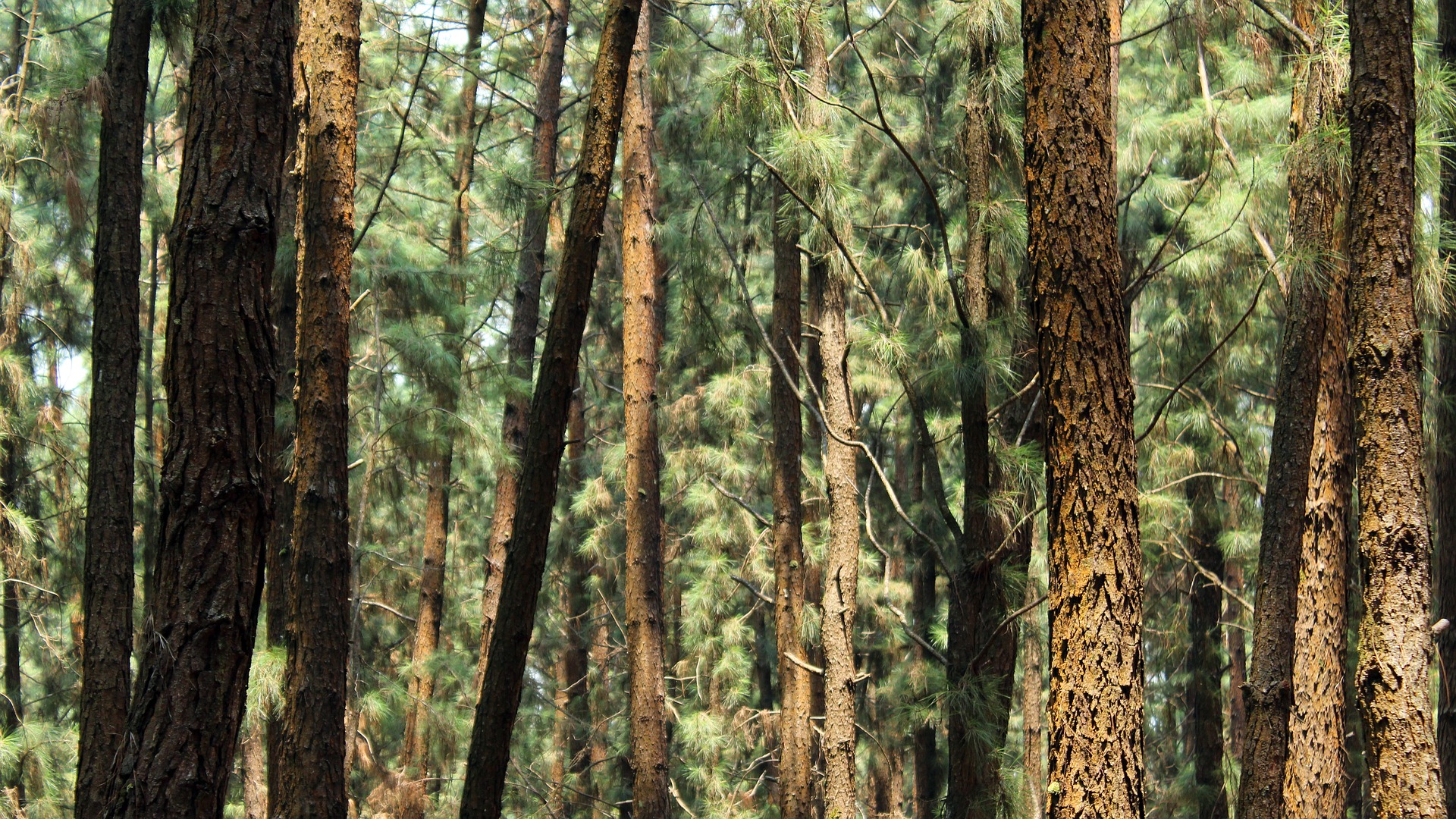 Trees in a dense forest