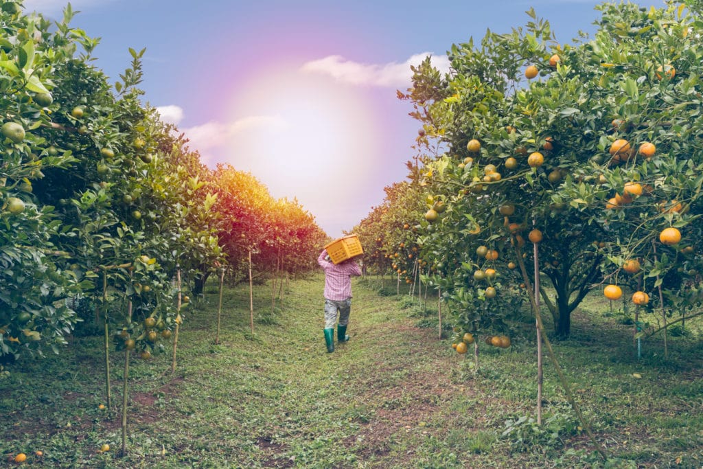 Farmer Carrying Basket Overhead in Citrus Farmland