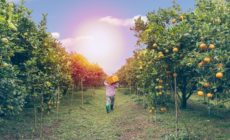 A pesticides wake-up call: New study confirms the need to eat and farm organic