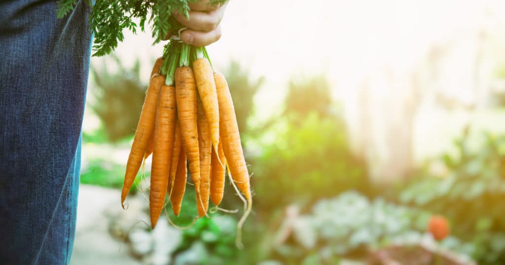 Farmer Holding Bunch of Carrots