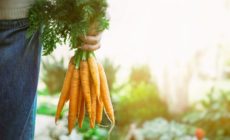 Why talk of regenerative agriculture should include pesticide reduction