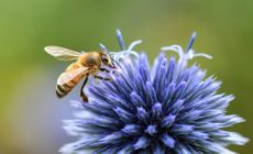 Amidst “insect apocalypse” Ace Hardware steps up and takes action on bee-killing neonicotinoid pesticides