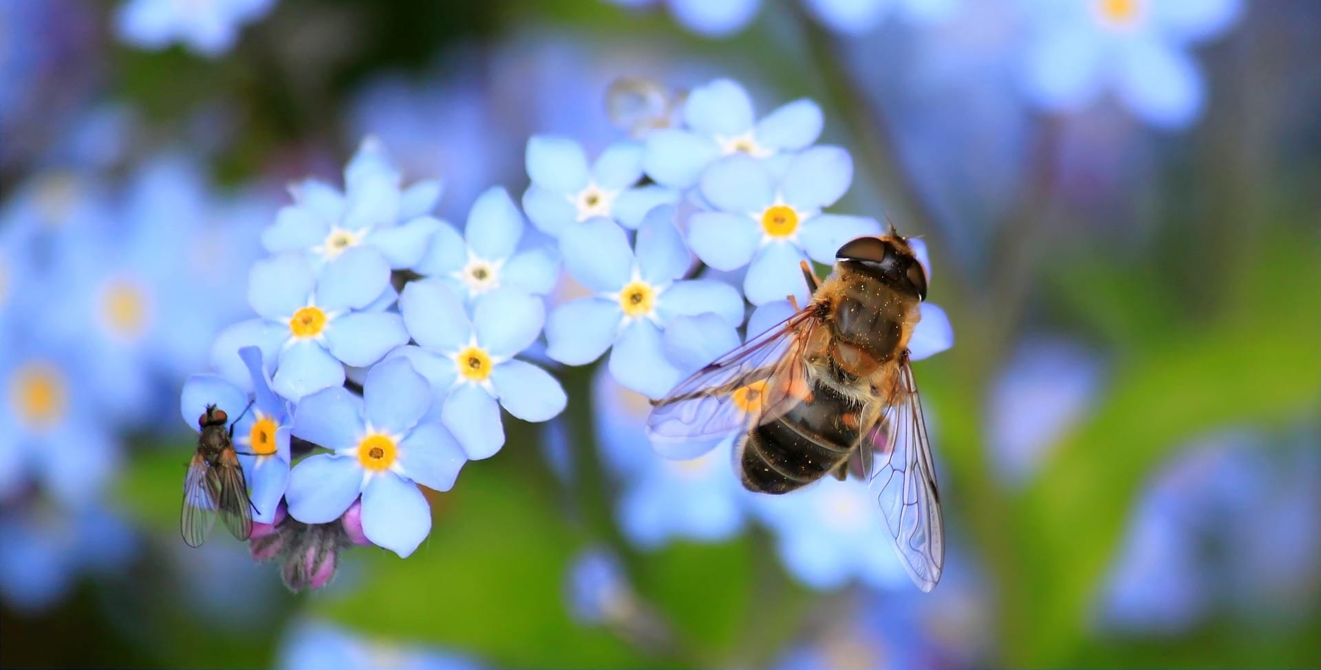 Bee and Fly on Small, Blue Flowers