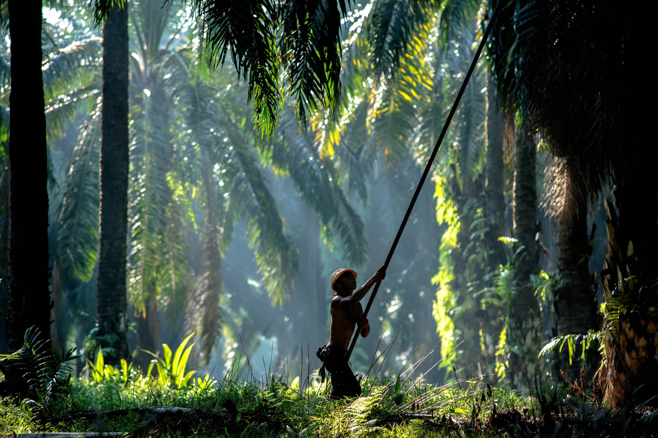 May contain one person in a palm tree grove holding a long pole.