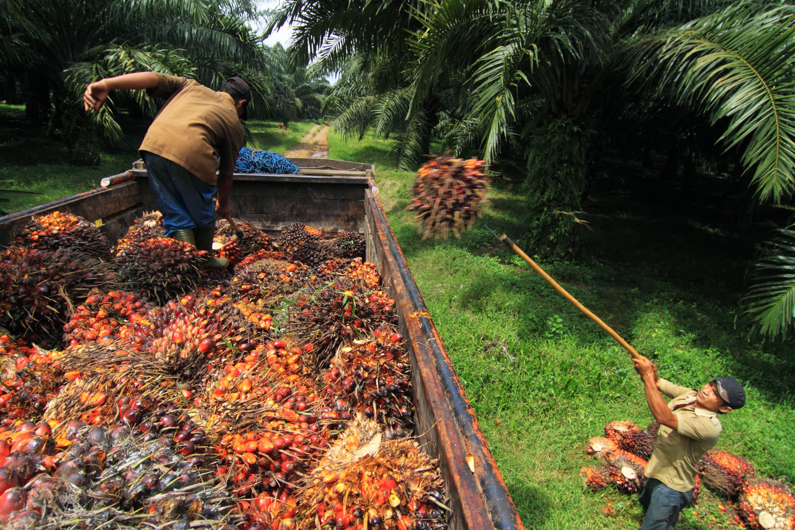 May contain two people loading palm fruit into a truck in an oil palm plantation.