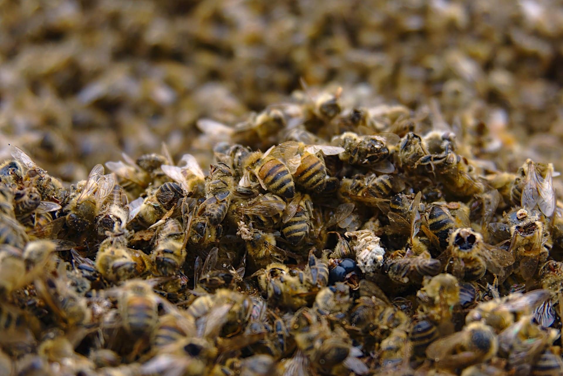 Tell EPA to protect vulnerable bees