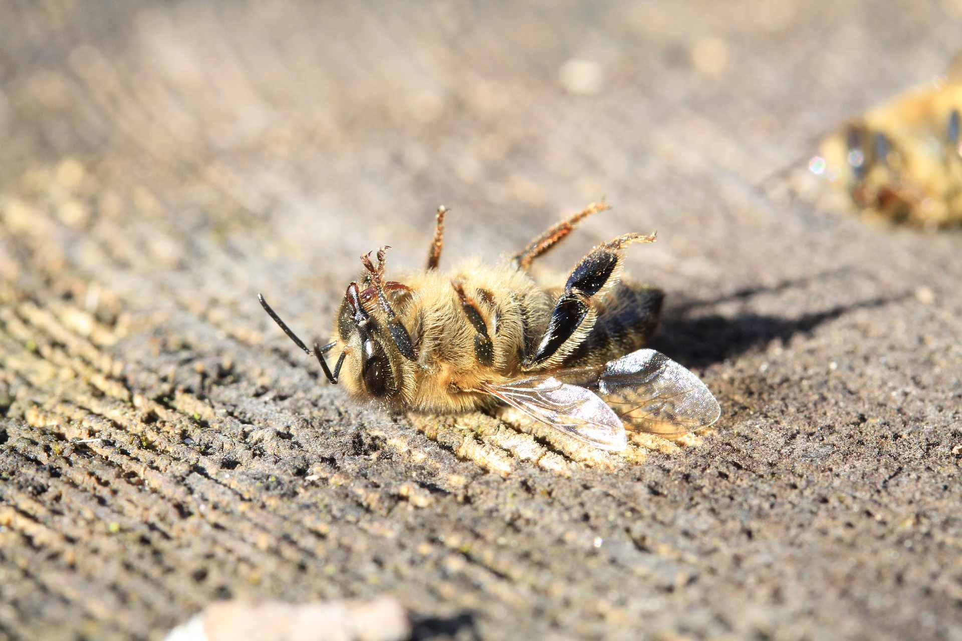 Why are bees dying? Pollinators need your help before it’s too late