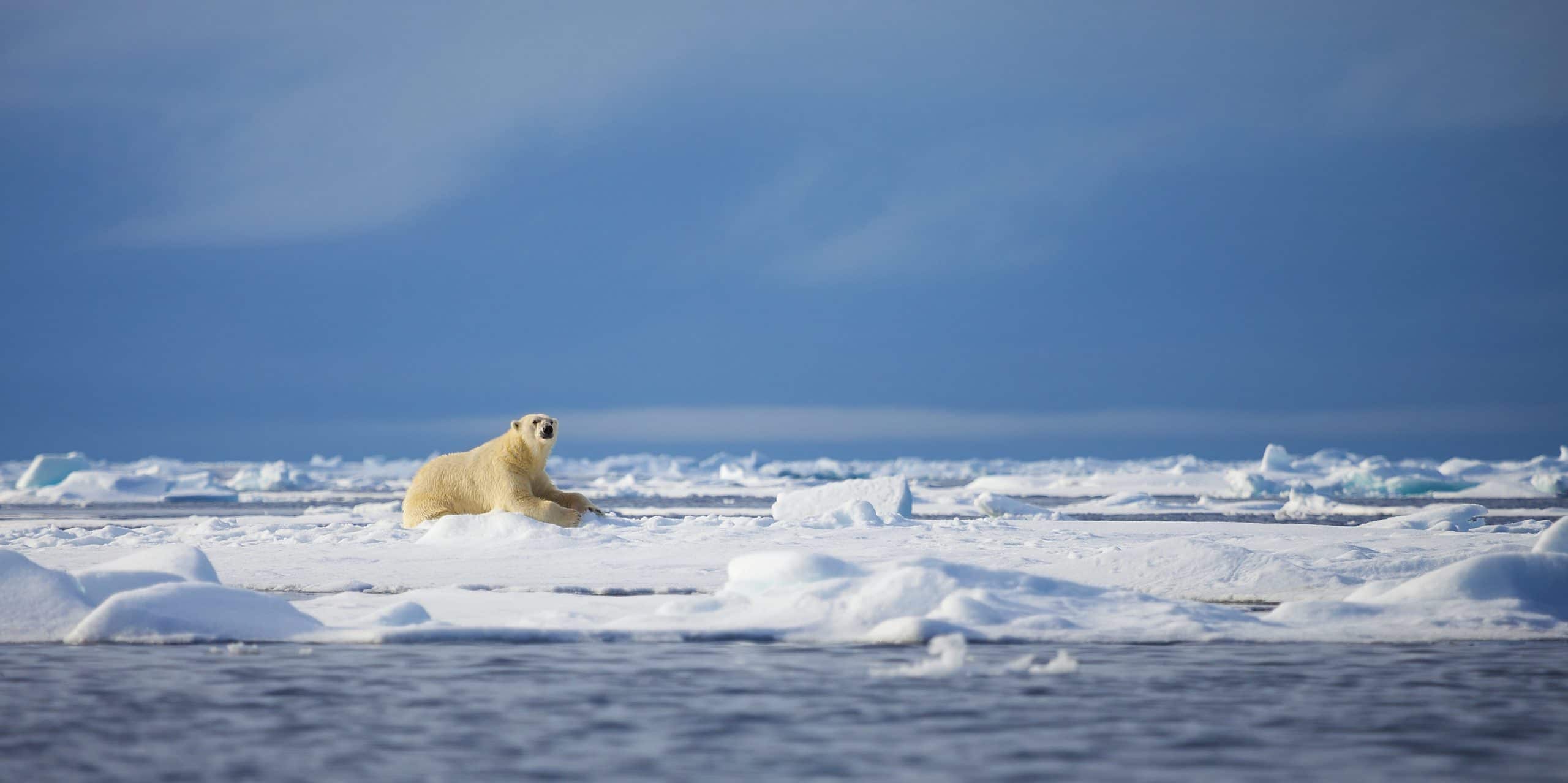 Biden Locks in Western Arctic Protections - Vimarsana News
