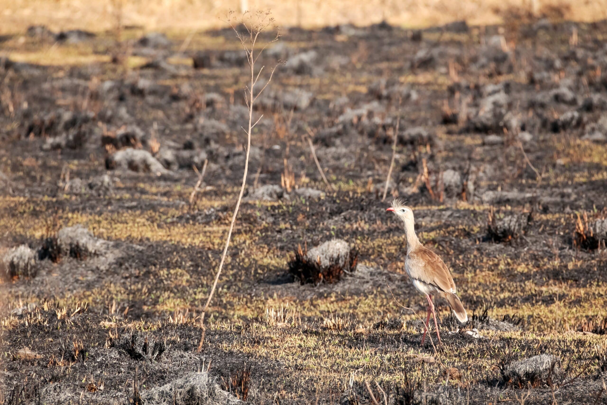 May contain a bird in a burned landscape.
