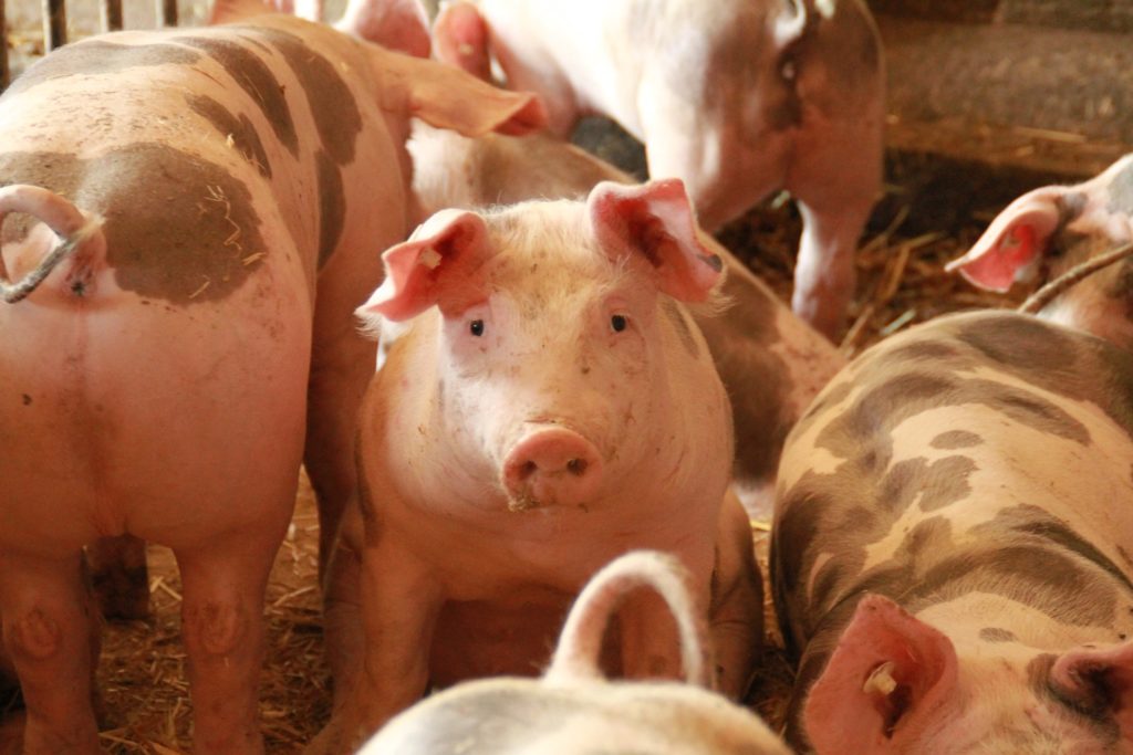 Group of Farm pigs