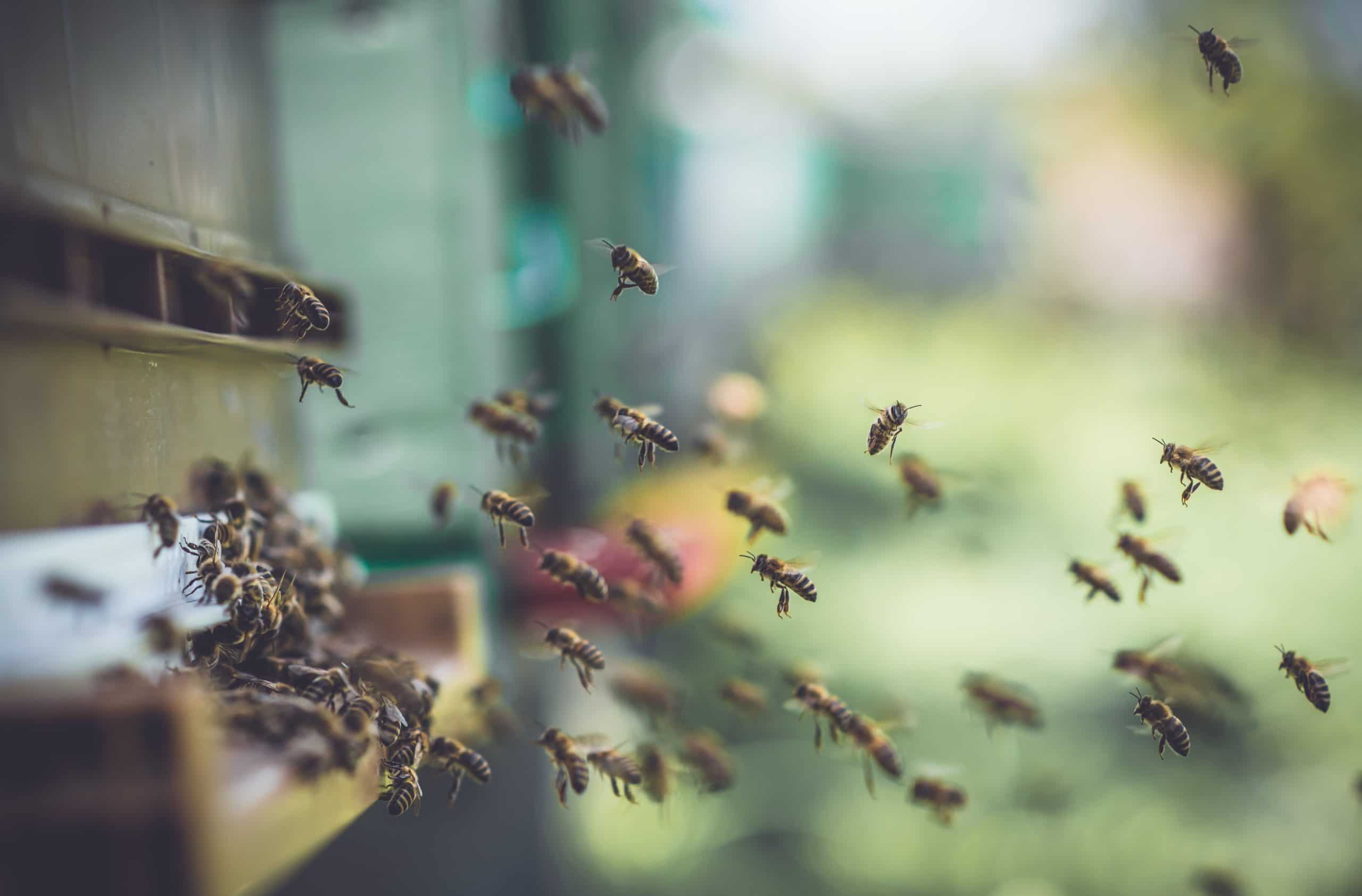 Bees Flying in Manmade Beehive