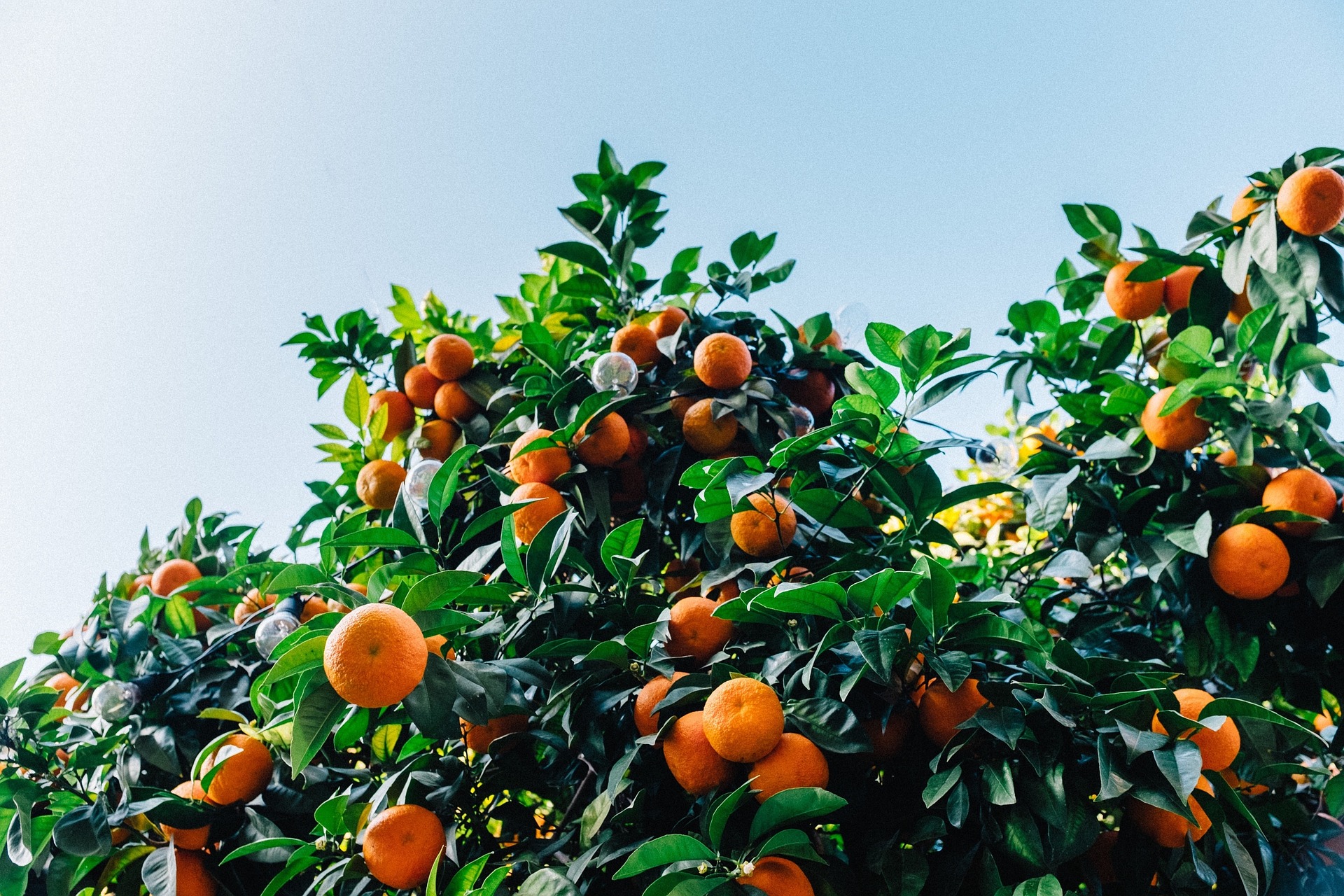 Tangerine Tree Full of Ripe Tangerines