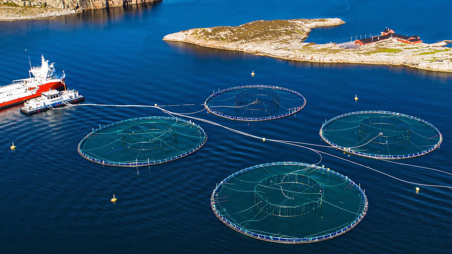 International examples offer US a blueprint for aquaculture regulation in 2020
