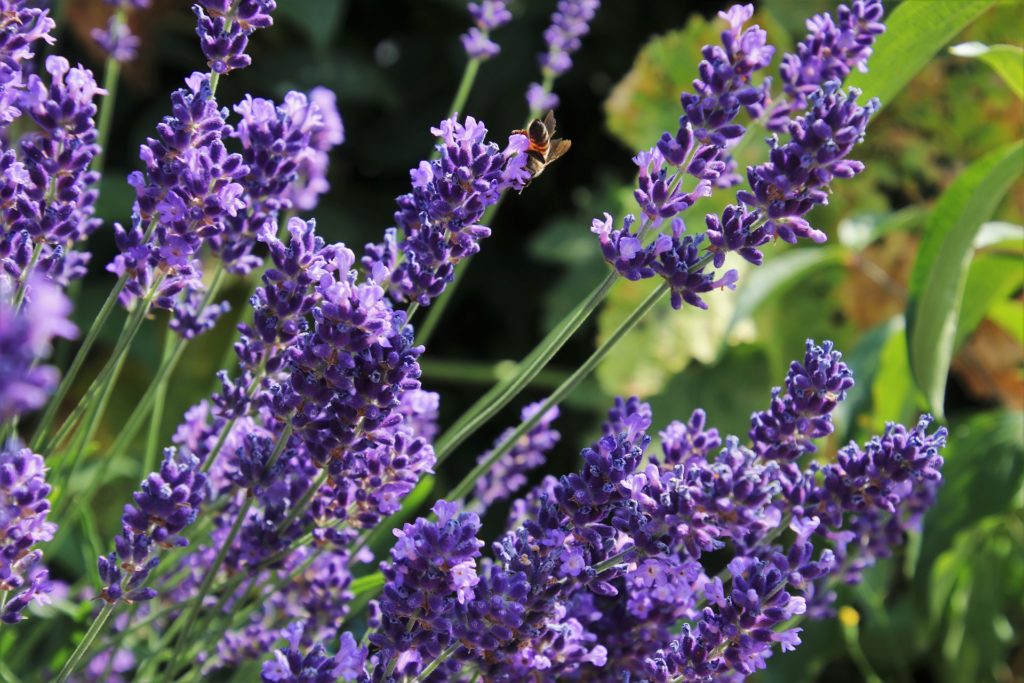 Bee Pollinating Lavender Flower
