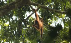 The Case for Deforestation Free Investing