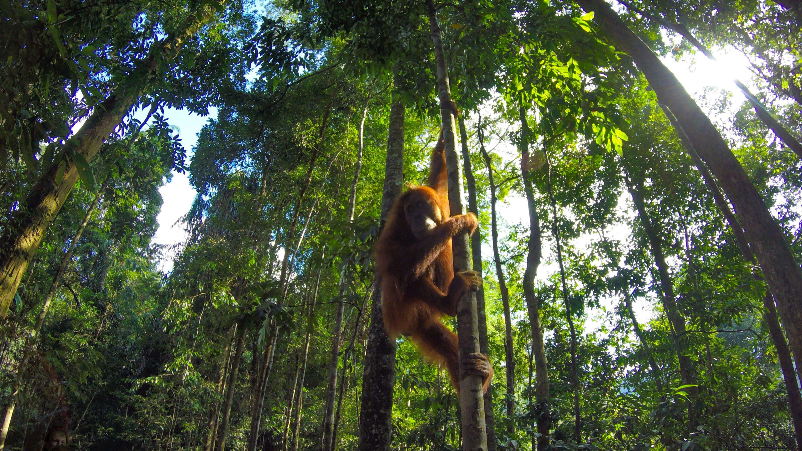 May contain an orangutan climbing a tree in a lush forest.