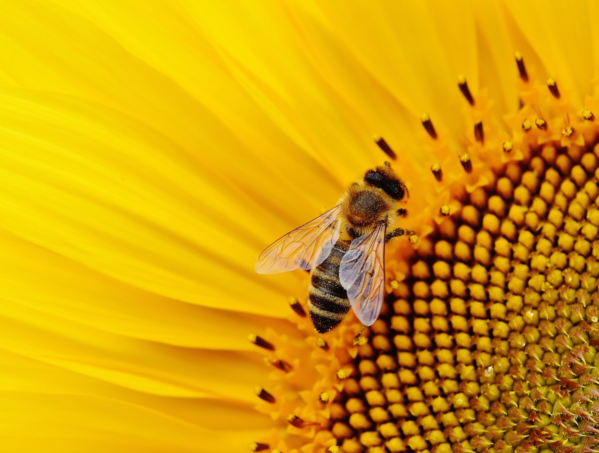 Close-up of a Bee Pollinating a Sunflower