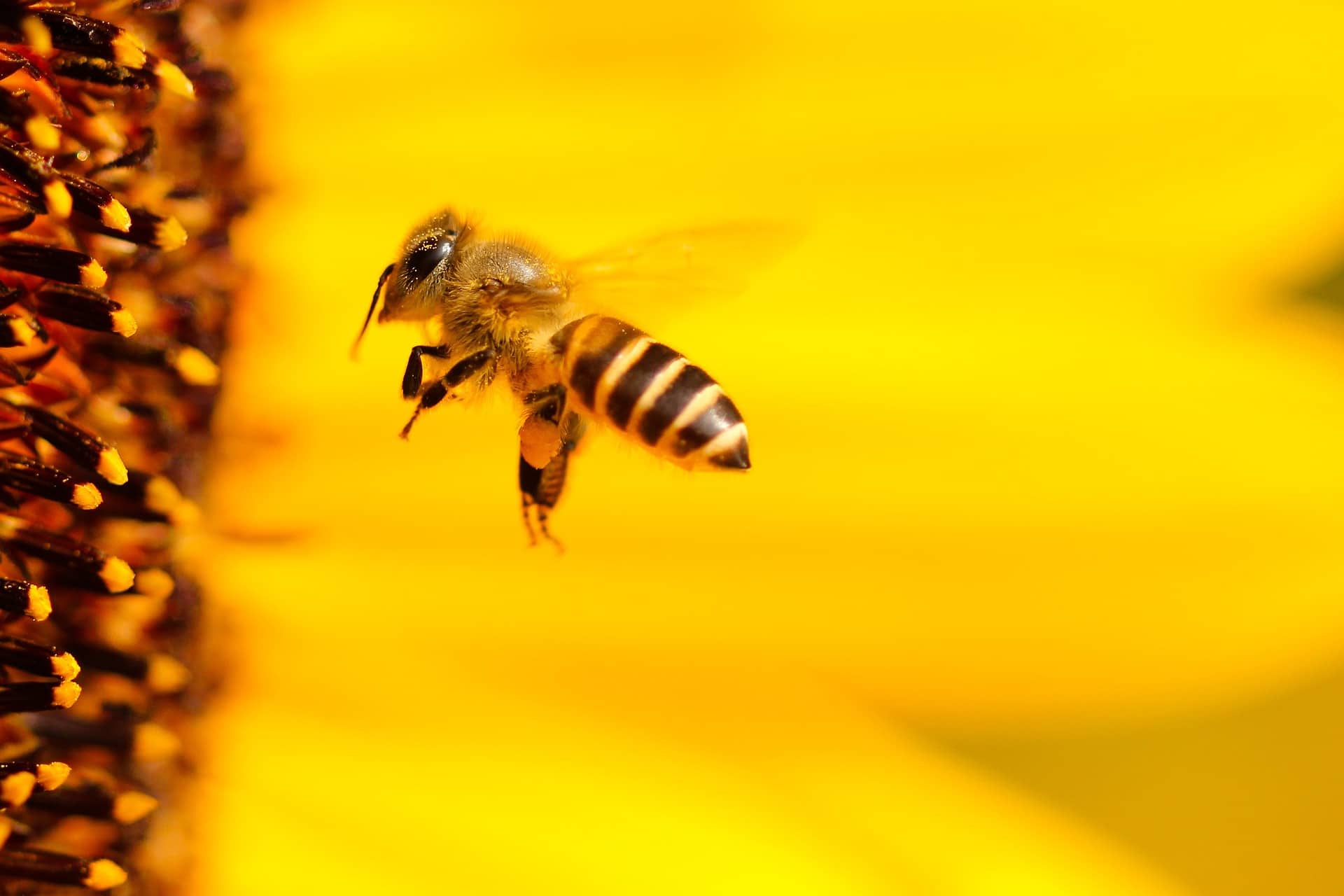 Closeup of Bee Pollinating Sunflower