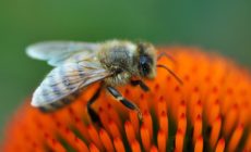 Bees and other pollinators are under attack