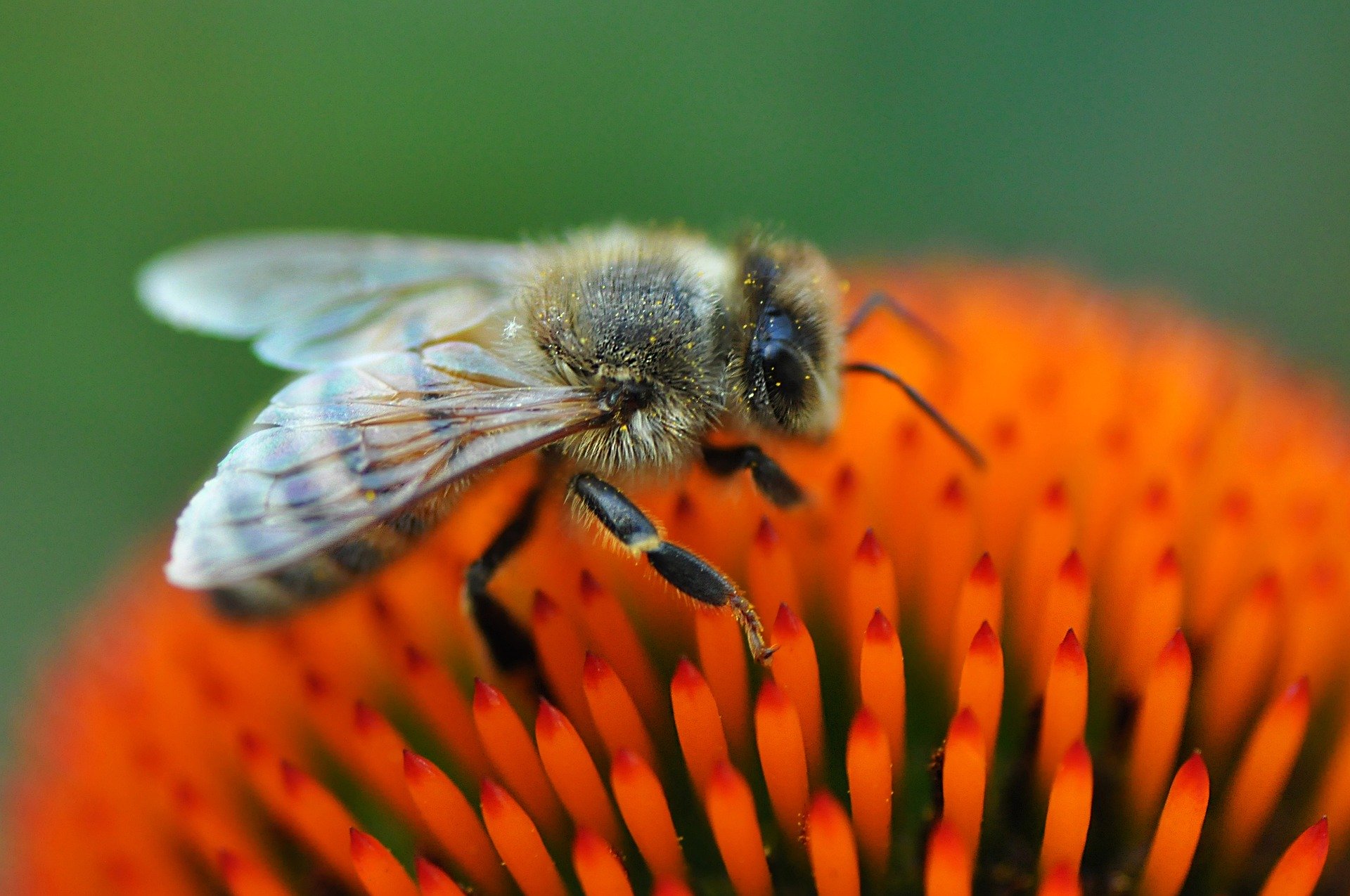 Bees and other pollinators are under attack