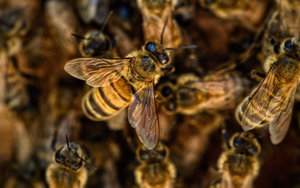 Close-up on a Group of Bees