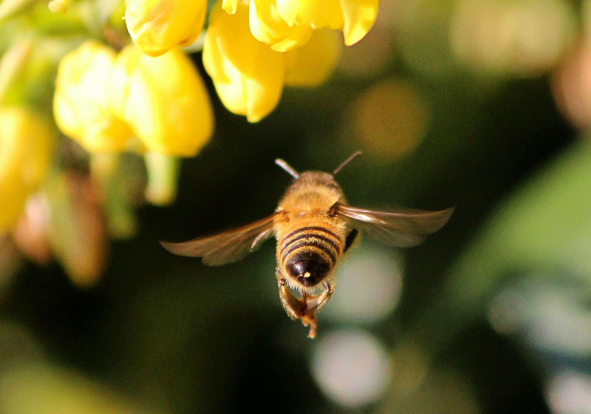 Tell Lowe’s and Home Depot: Stop selling bee-killing Roundup