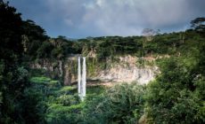 We need our tropical forests more than ever