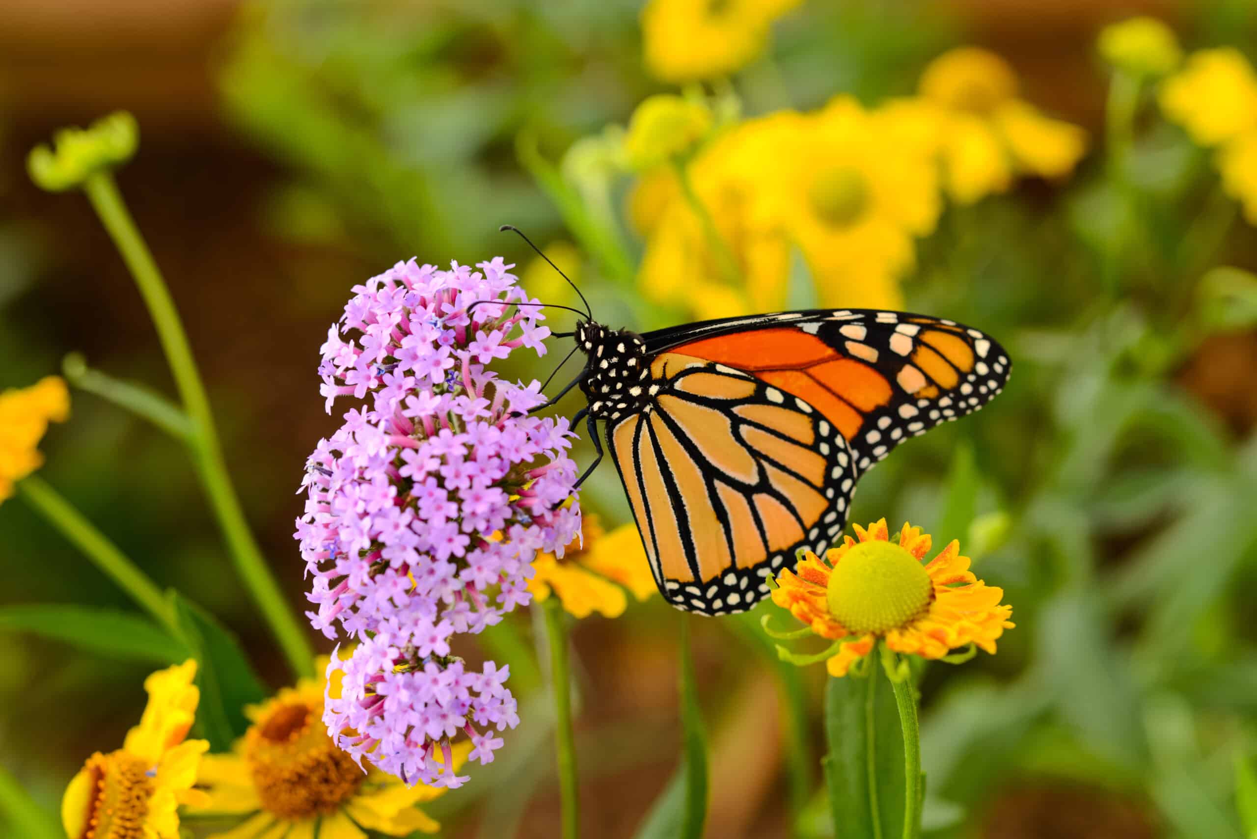 May contain a monarch butterfly on purple flowers.