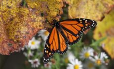Pesticide companies are driving monarchs to extinction