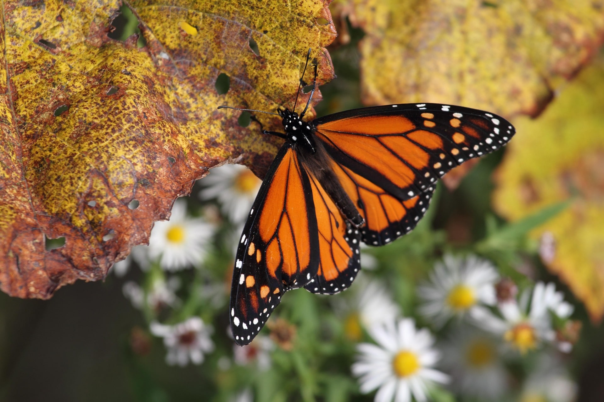 Pesticide companies are driving monarchs to extinction