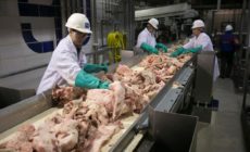 Tragedy in America’s meatpacking plants linked to decades-long history of corporate consolidation