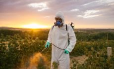 Can eating organic lower your exposure to pesticides?