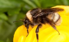 Banning bee-killing pesticides in wildlife refuges
