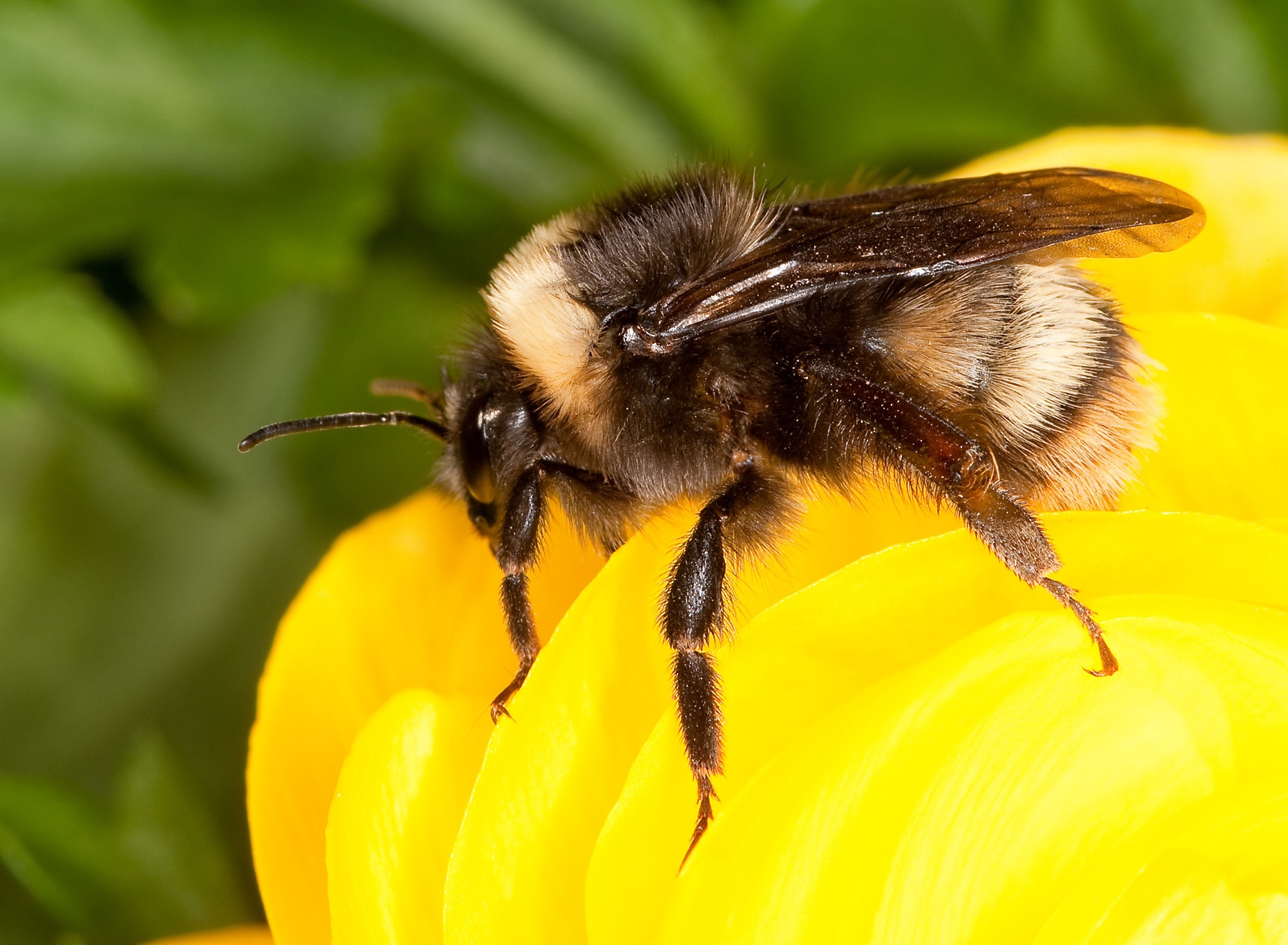 Banning bee-killing pesticides in wildlife refuges