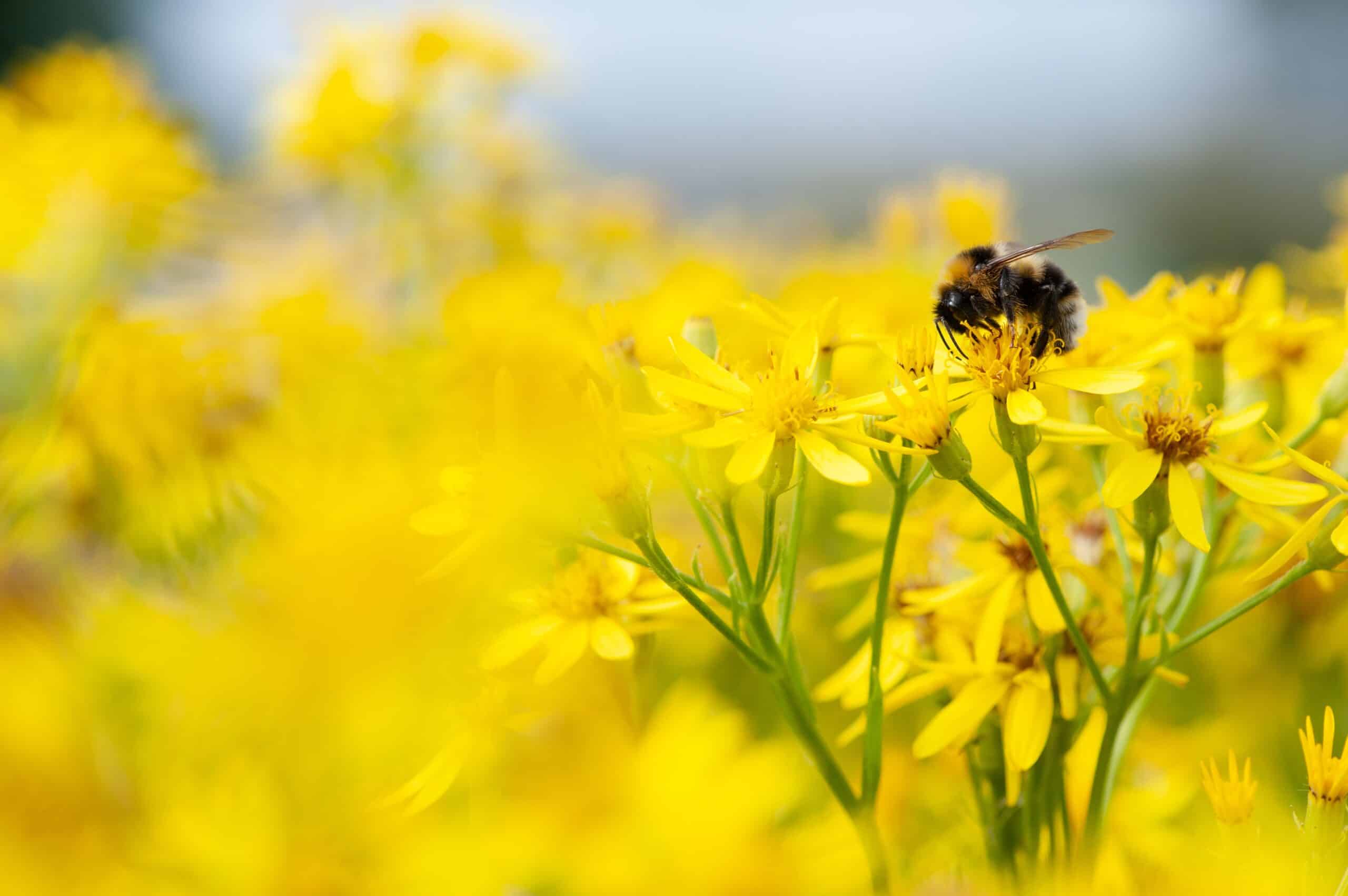 May contain a bumblebee on yellow flowers.