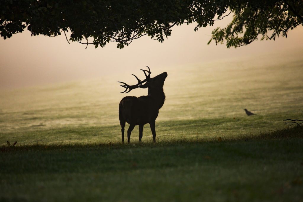 Silhouette of a Deer