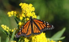 Only 29,000 western monarch butterflies were found in California this year – down from millions.