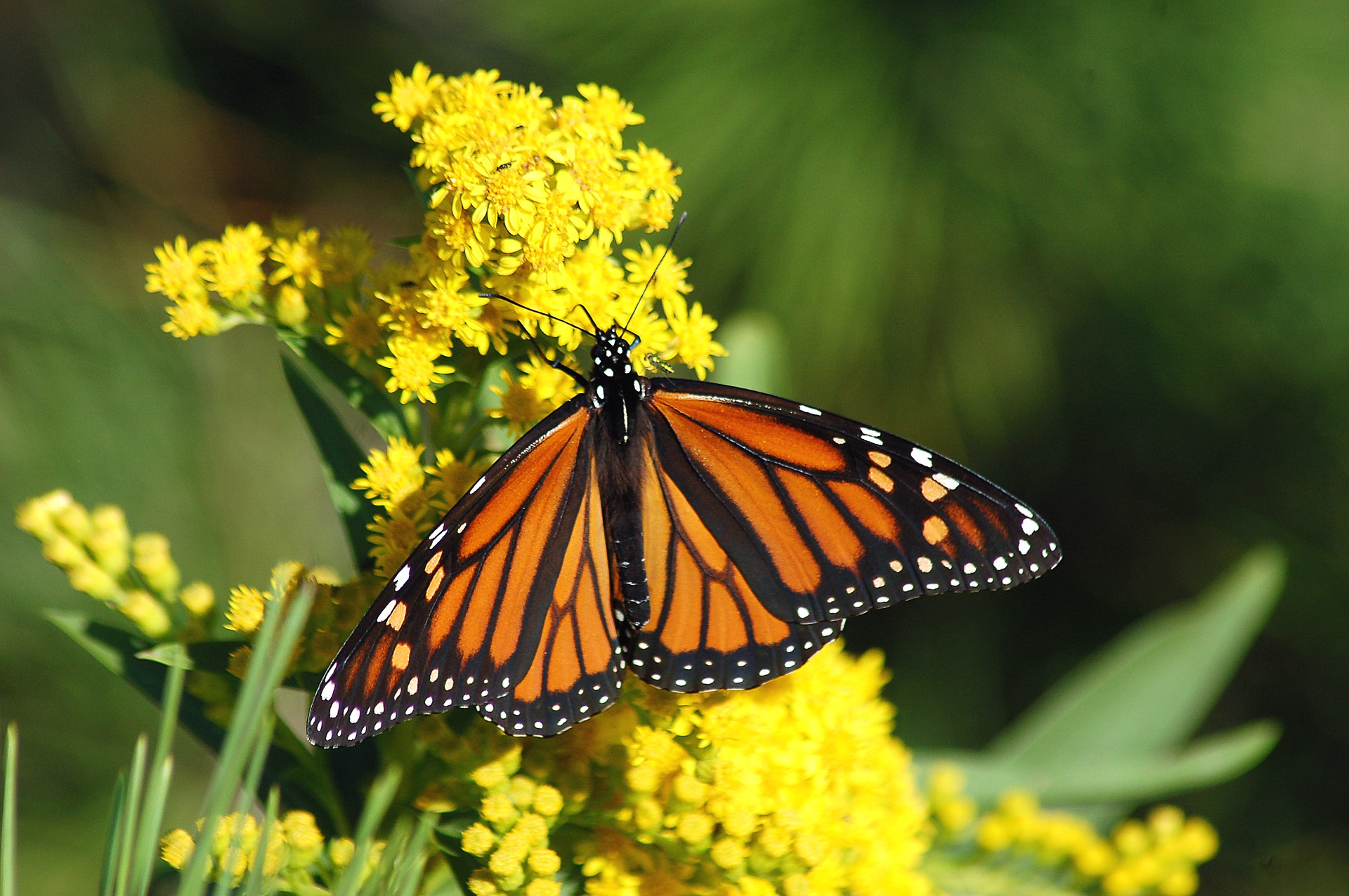 Only 29,000 western monarch butterflies were found in California this year – down from millions.