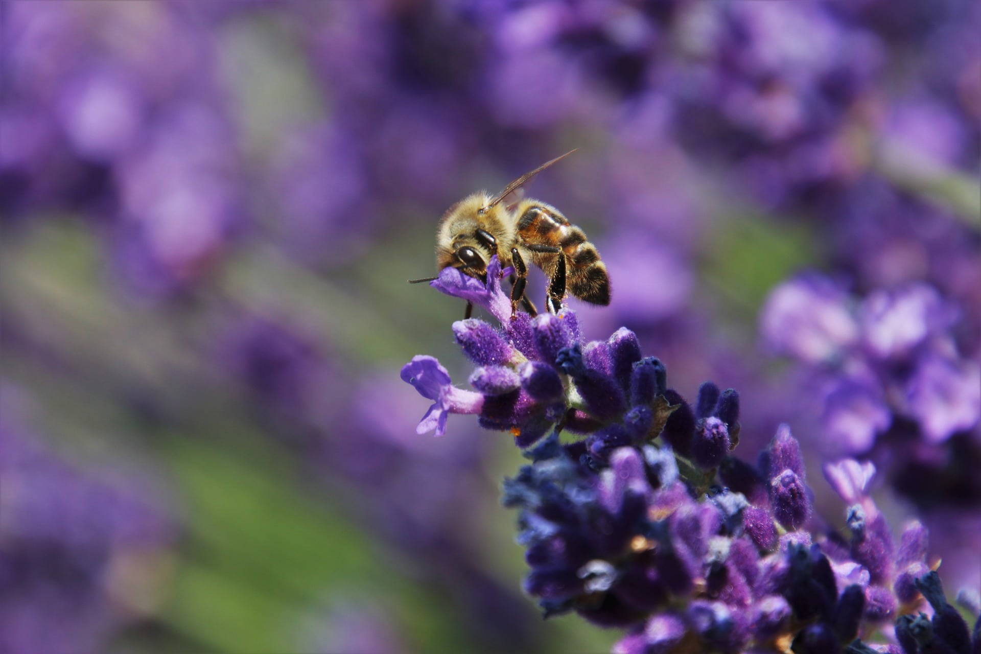 Bee Pollinating a Lavender Flower