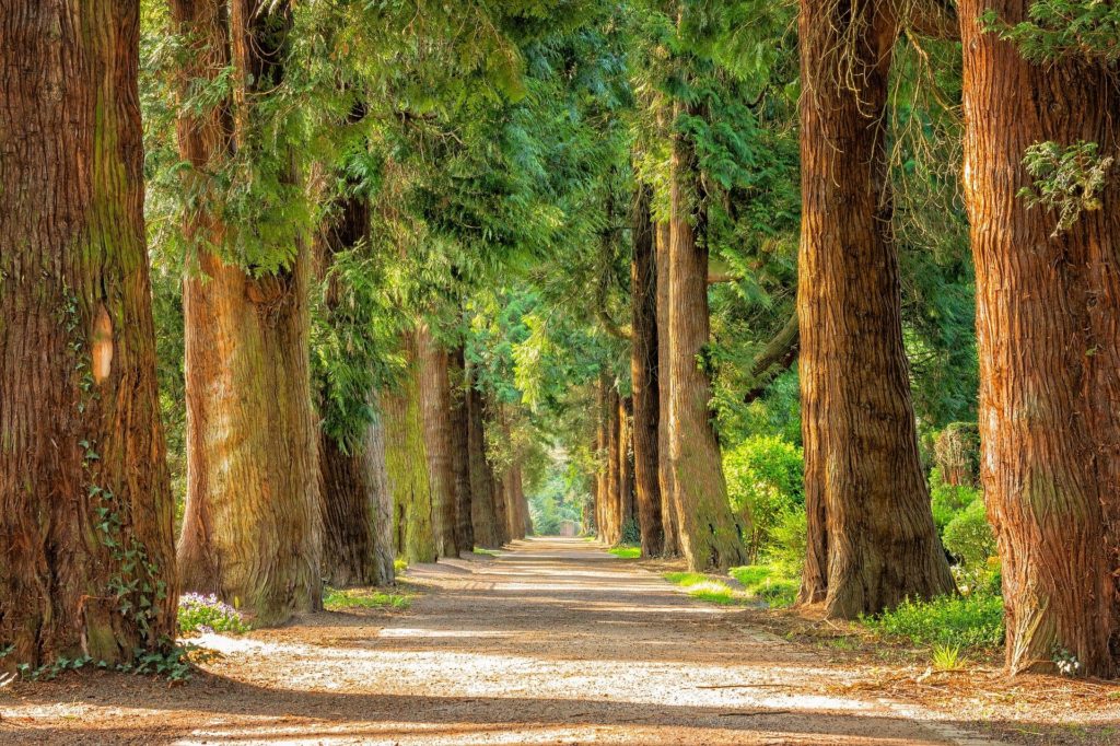 Trees Along a Paved Path