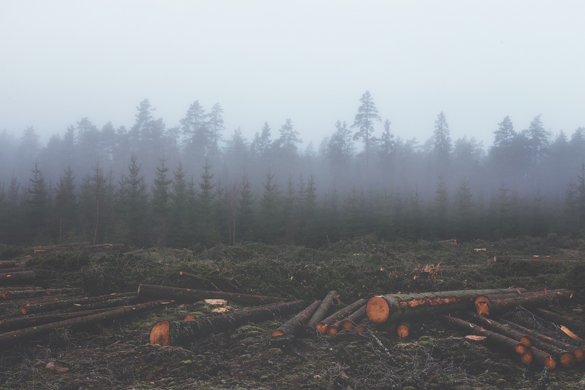Fight deforestation