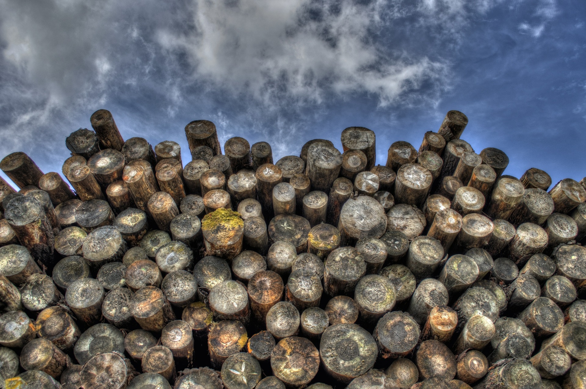 Pile of Deforested Logs