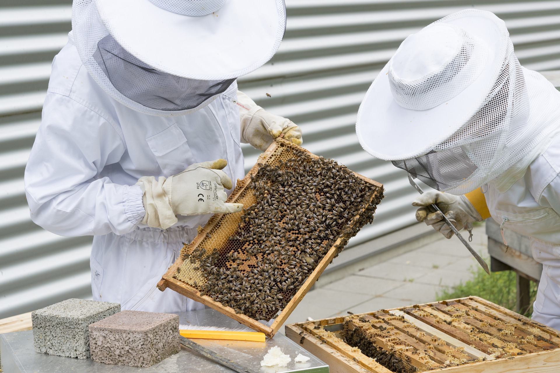 Science and public polling make it clear: New York must restrict bee-killing neonicotinoids