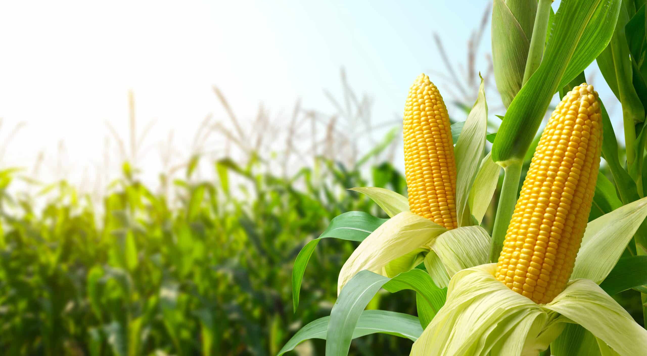 May contain two ripe corn cobs in a field.