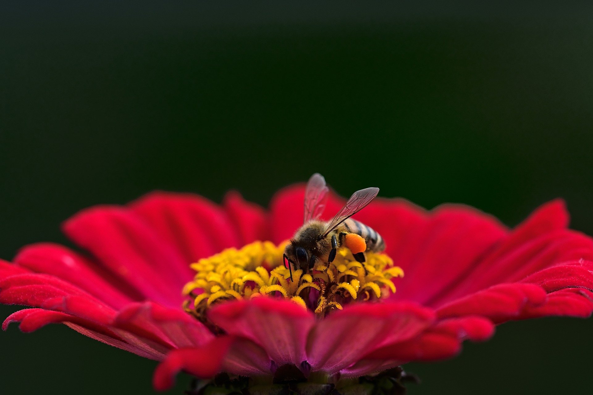 Meijer, Target and Dollar Tree release new policies to help save the bees from toxic pesticides 