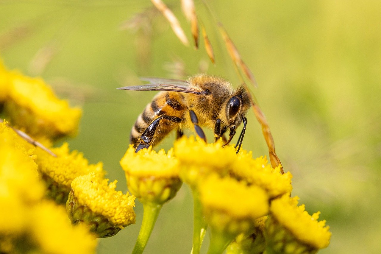 Honey Bee Pollination