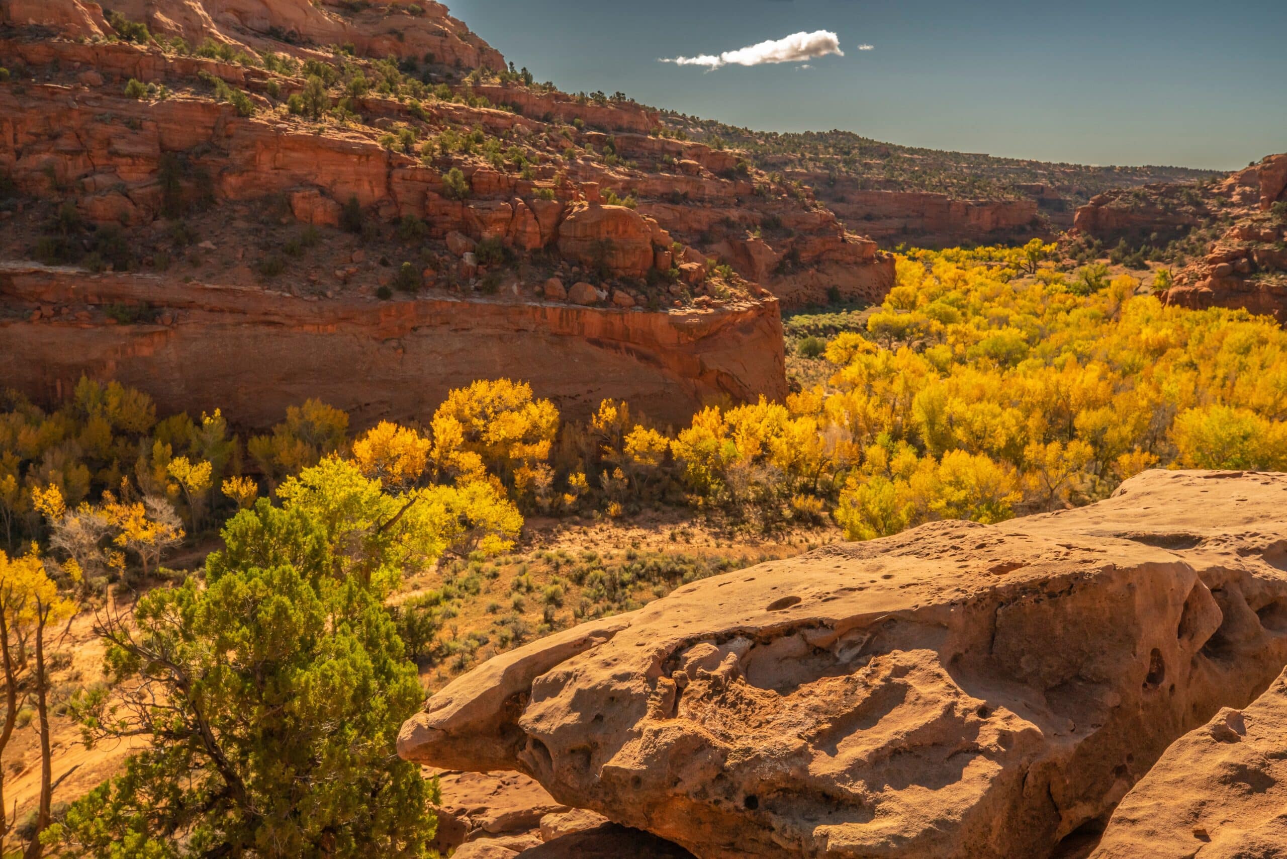 May contain a canyon with red rock formations and yellow trees.