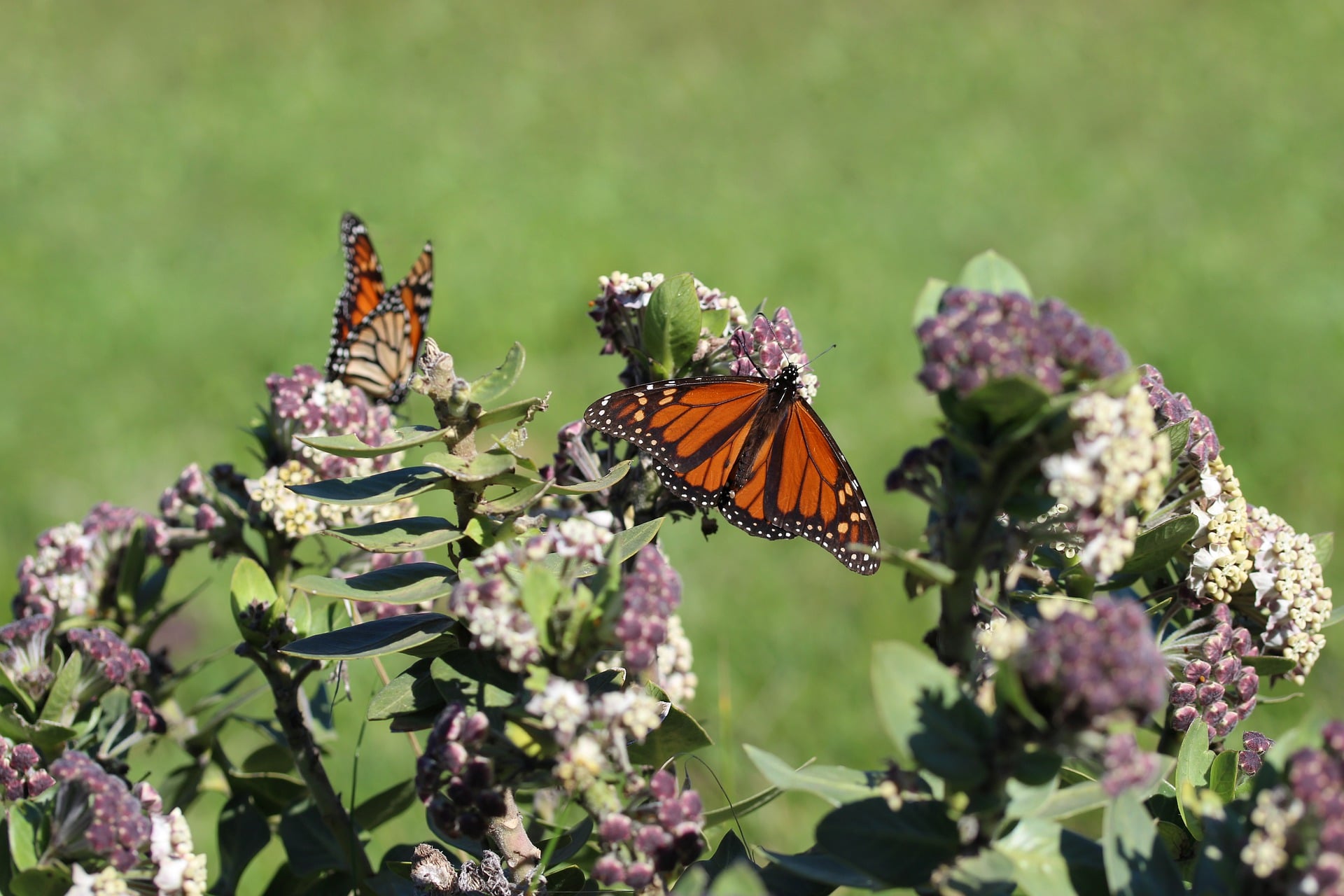 Why Are Monarch Butterflies Important