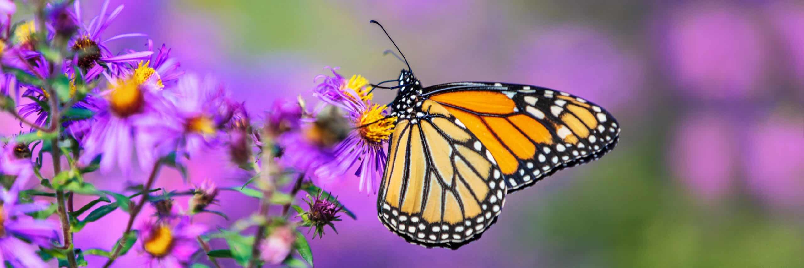May contain a monarch butterfly on purple flowers.